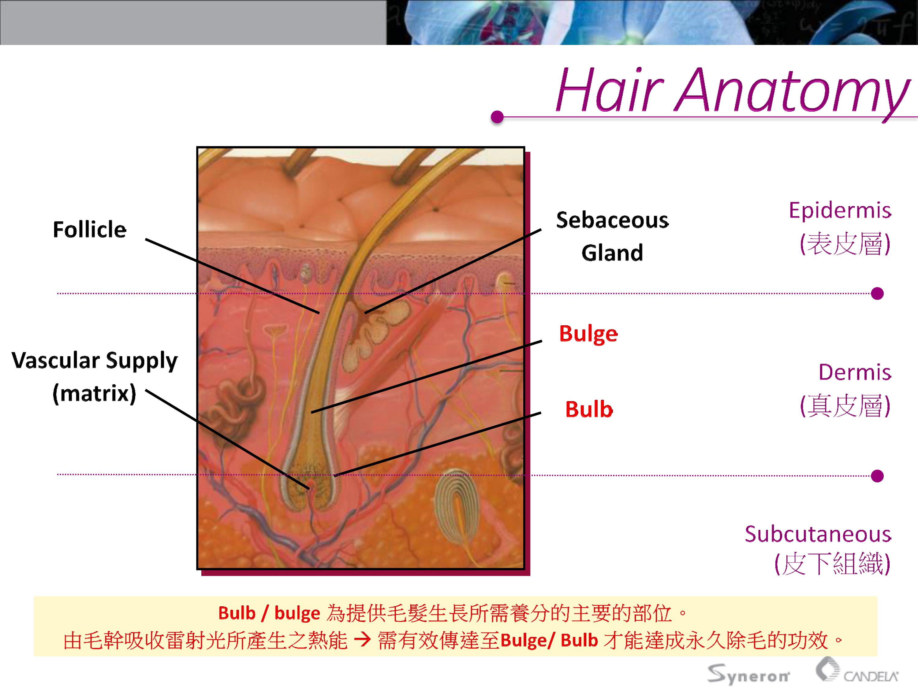 亞歷山大雷射，波長為755奈米(nm)，能將能量傳導至毛囊，破壞毛囊後續的生長能力。